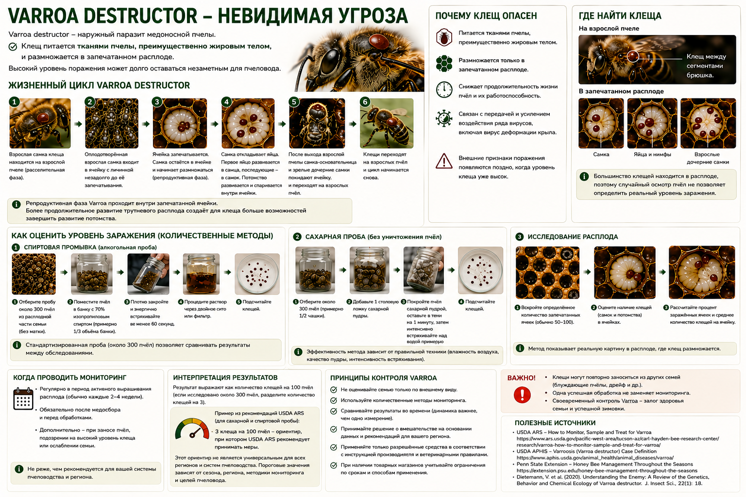 Июнь на пасеке. Состояние пчелиных семей, основные проблемы и работы пчеловода.